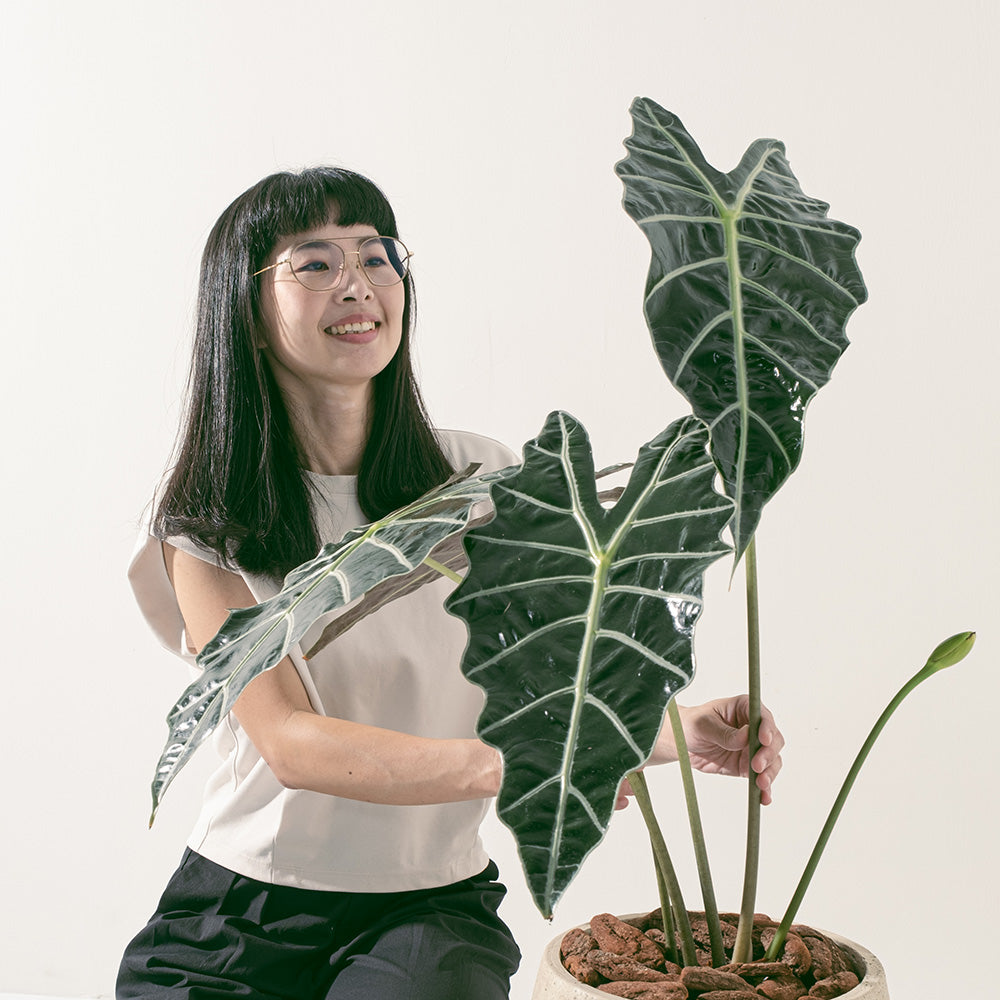 黑葉觀音蓮 | 非洲面具 | 簡潔且明顯的線條 | 室內植物