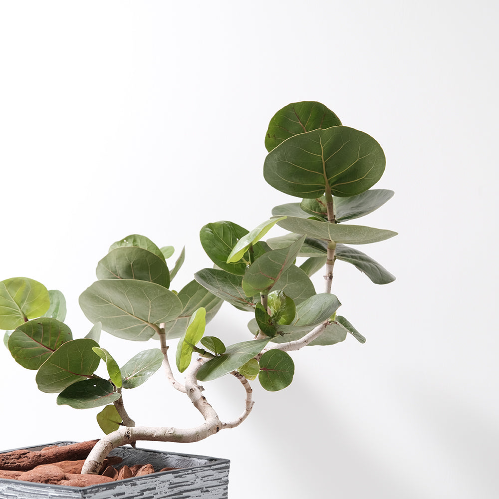 海葡萄 | 優雅氣息的葉片 | 海邊的葡萄 | 抗風強 | 陽光植物