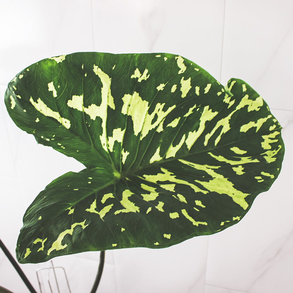 迷彩芋 | 彩葉芋 | 室內植物 | 9寸現貨有140公分高