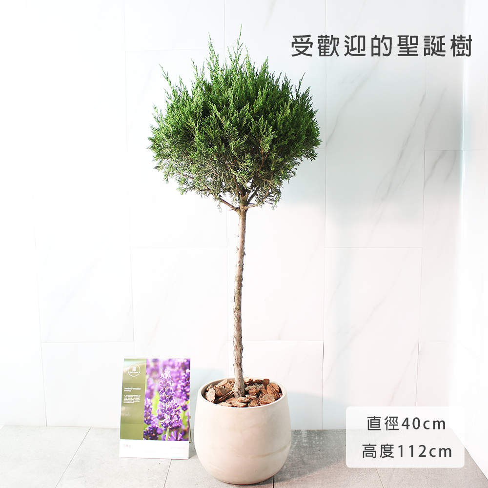檀香柏 | 庭園、門口OK | 好照顧 | 葉片有檸檬香氣 | 味道可驅趕蚊子 | 陽光植物