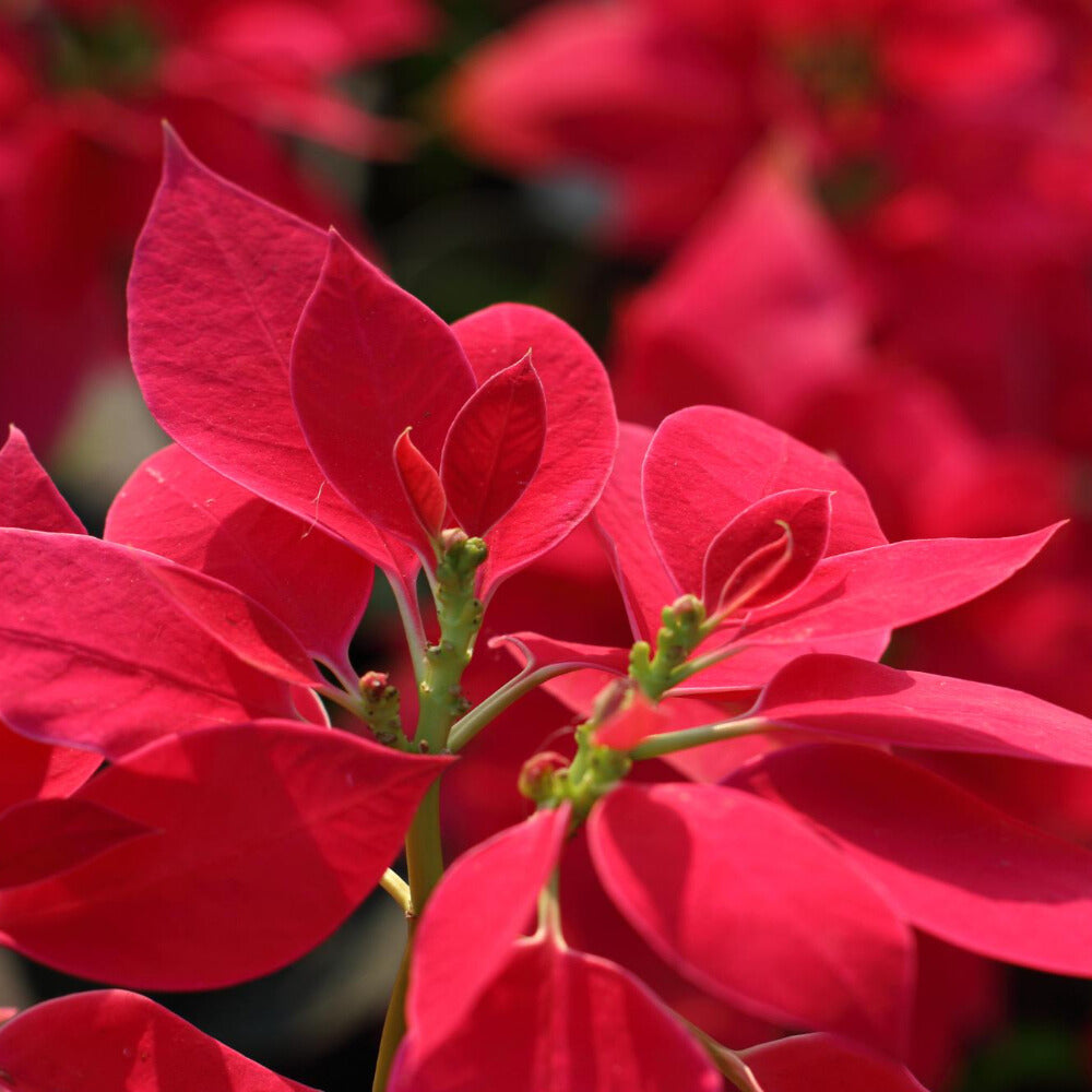 聖誕紅 | 招財、提升人氣與帶來喜慶能量 | 陽光植物