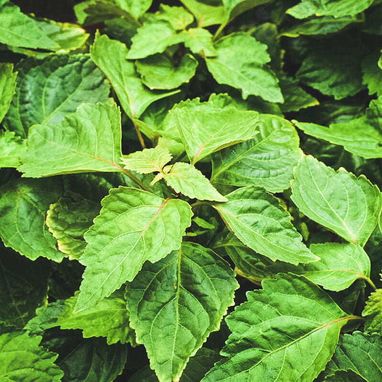 廣藿香 | 泥土與木質香氣 | 陽光植物