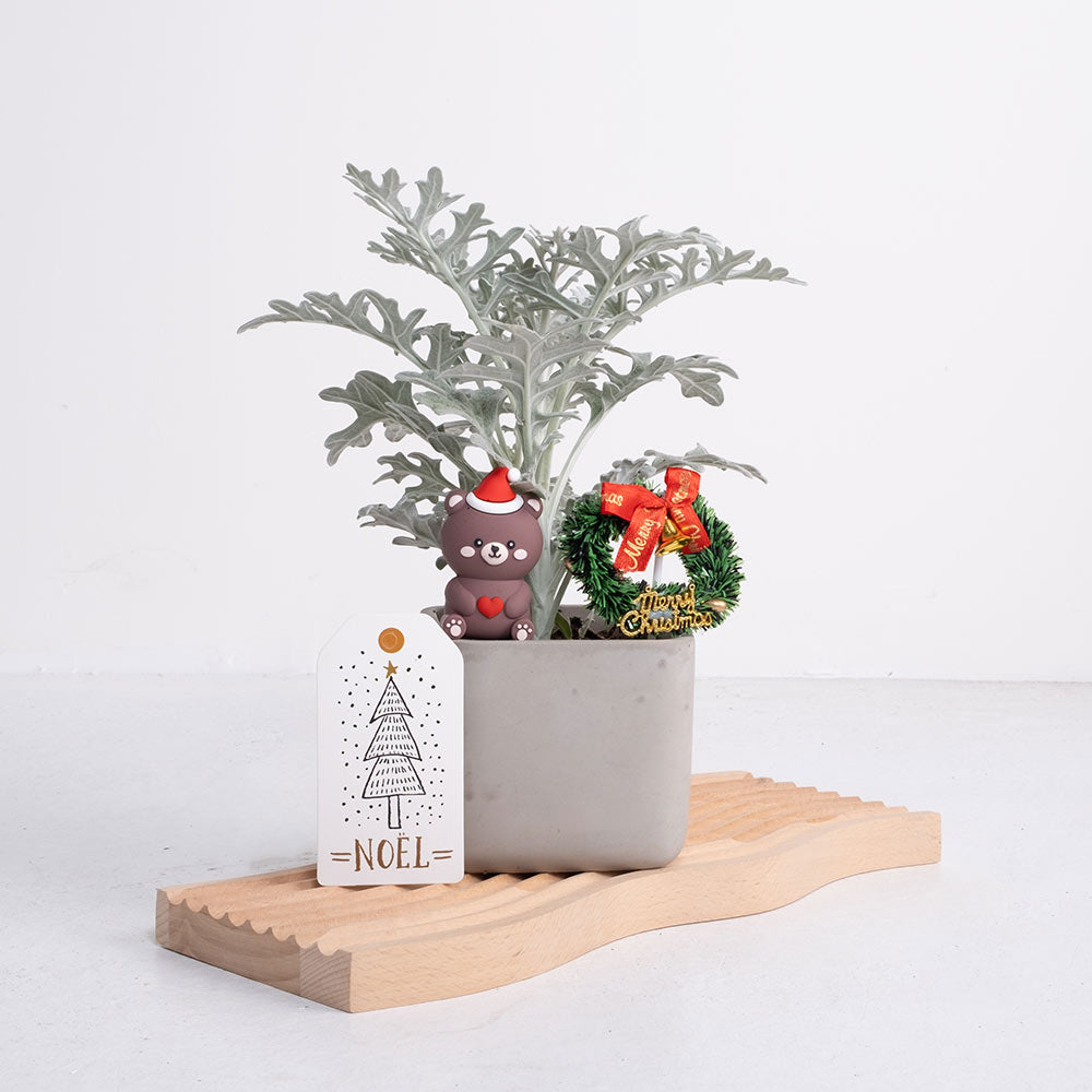 聖誕熊的小心願 | 北歐風的白色耶誕 | 陽光植物