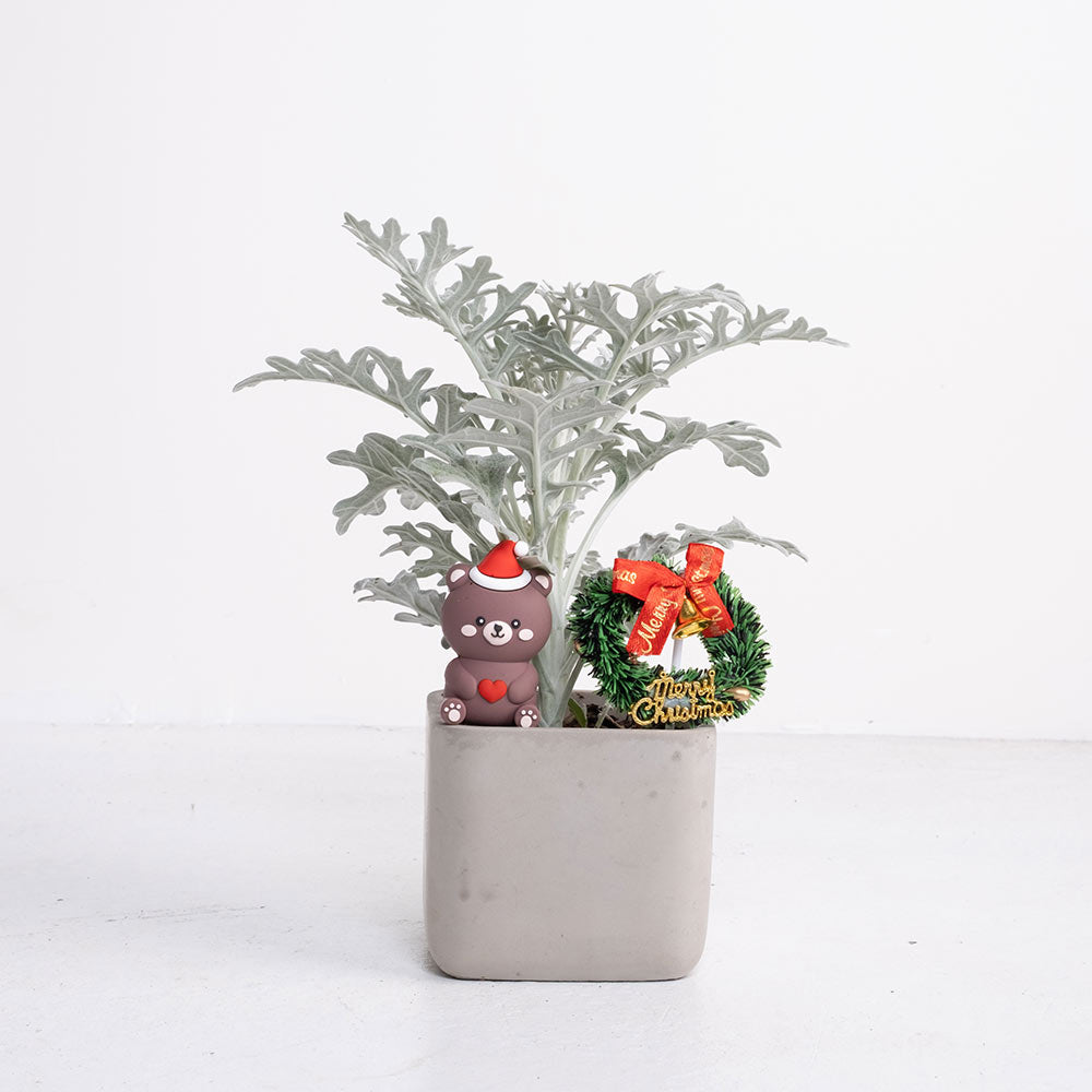 聖誕熊的小心願 | 北歐風的白色耶誕 | 陽光植物