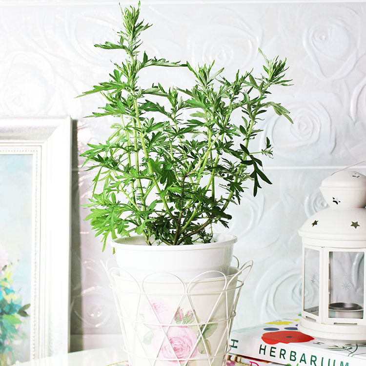 台灣艾草 | 避邪 | 艾草糕 | 艾捲 | 泡茶 | 入菜 | 陽光植物