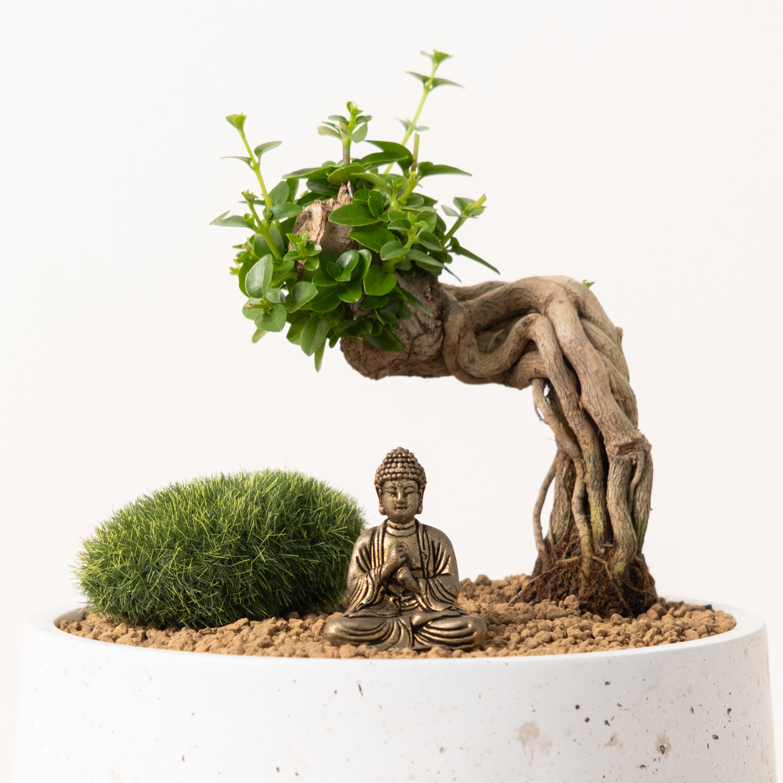 禪風小花園：菩提・頓悟｜壽娘子景觀盆景｜定心安神風水植栽｜淨化空氣微型盆栽｜陽光植物