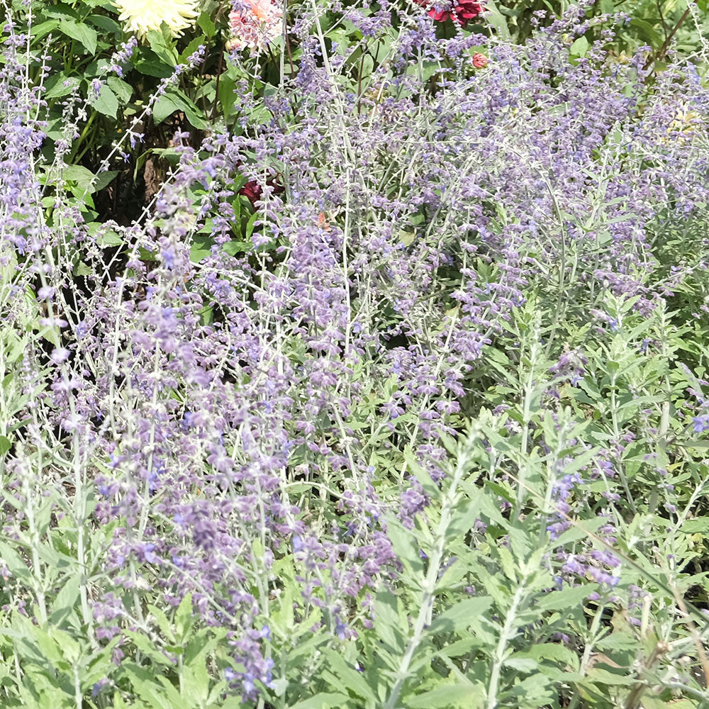 俄羅斯鼠尾草 | 食用花 | 清新的鼠尾草香氣 | 陽光植物
