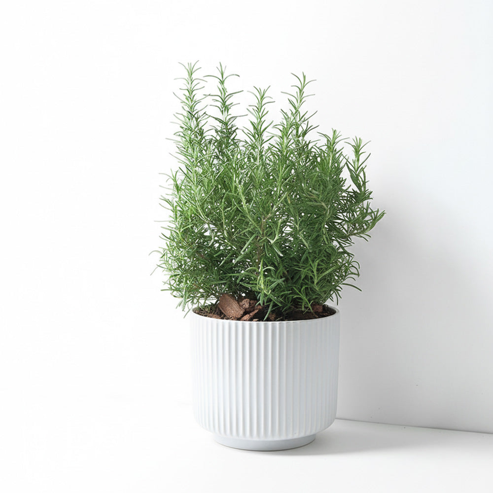直立型迷迭香 | 最受歡迎的香料 | 牛排、馬鈴薯、烤雞 | 陽光植物