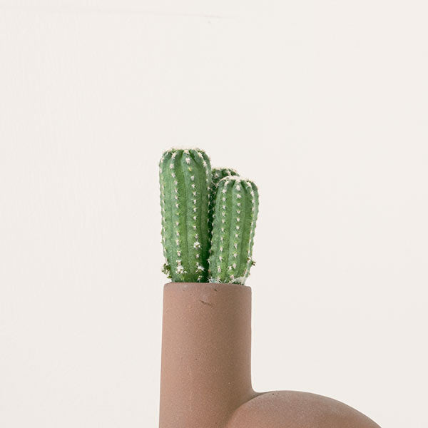 Hi 綠洲 | 簡約問候，桌面綠意 | 抵擋負面能量和外部的惡意 | 陽光盆栽