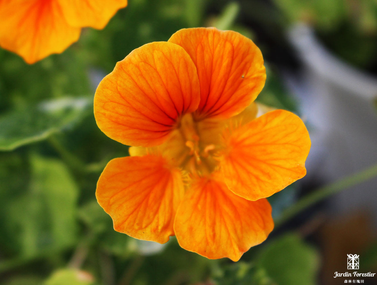 金蓮花｜財源滾滾｜花朵.葉片.種子都可以食用｜寵物友善｜食用花｜陽光植物