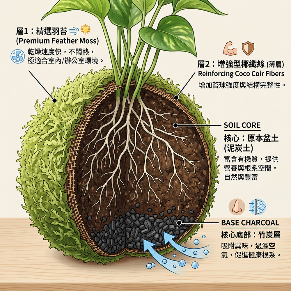 西瓜皮椒草 | 寵物友善 | 西瓜圖案的葉片 | 新手推薦植物 | 室內植物