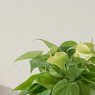 檸檬心葉蔓綠絨 | 水耕 | 好照顧 | 移除甲苯 | 無土栽培 | 室內植物