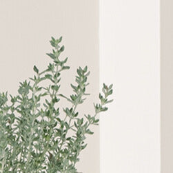 貓百里 | 貓苦草| 貓咪安全 | 發出呼嚕聲 | 貓咪的極致誘惑 | 毛孩友善 | 陽光植物