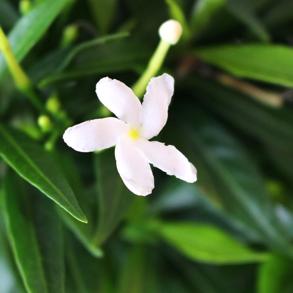 珍珠馬茶花 | 風車花 | 有香氣 | 陽光植物