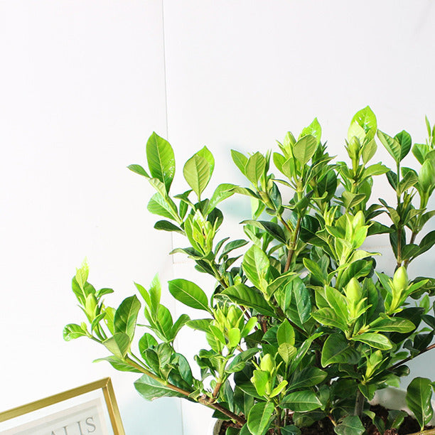 梔子花 | 玉堂春 | 食用花 | 重瓣品種 | 濃郁中帶著荔枝的香氣 | 陽光植物