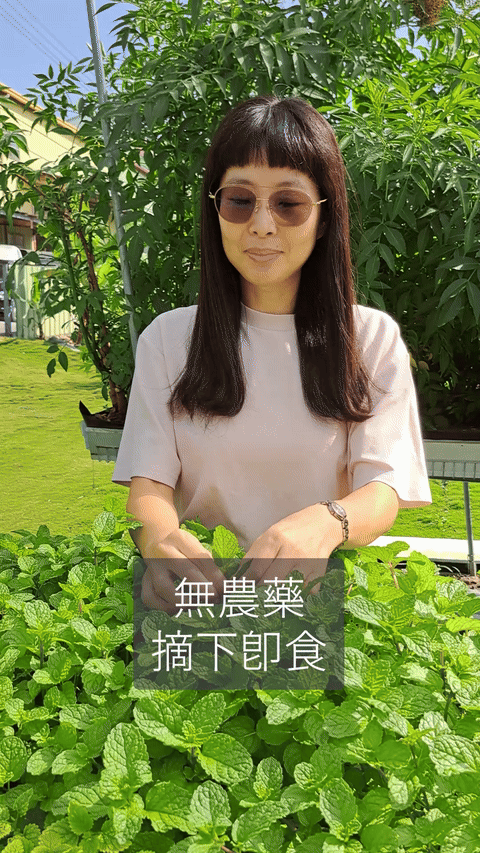 【森林有塊田】森活薄荷三入組｜窗邊的微醺綠洲｜水耕薄荷・鮮摘體驗 3 入組 (附專屬食譜卡)