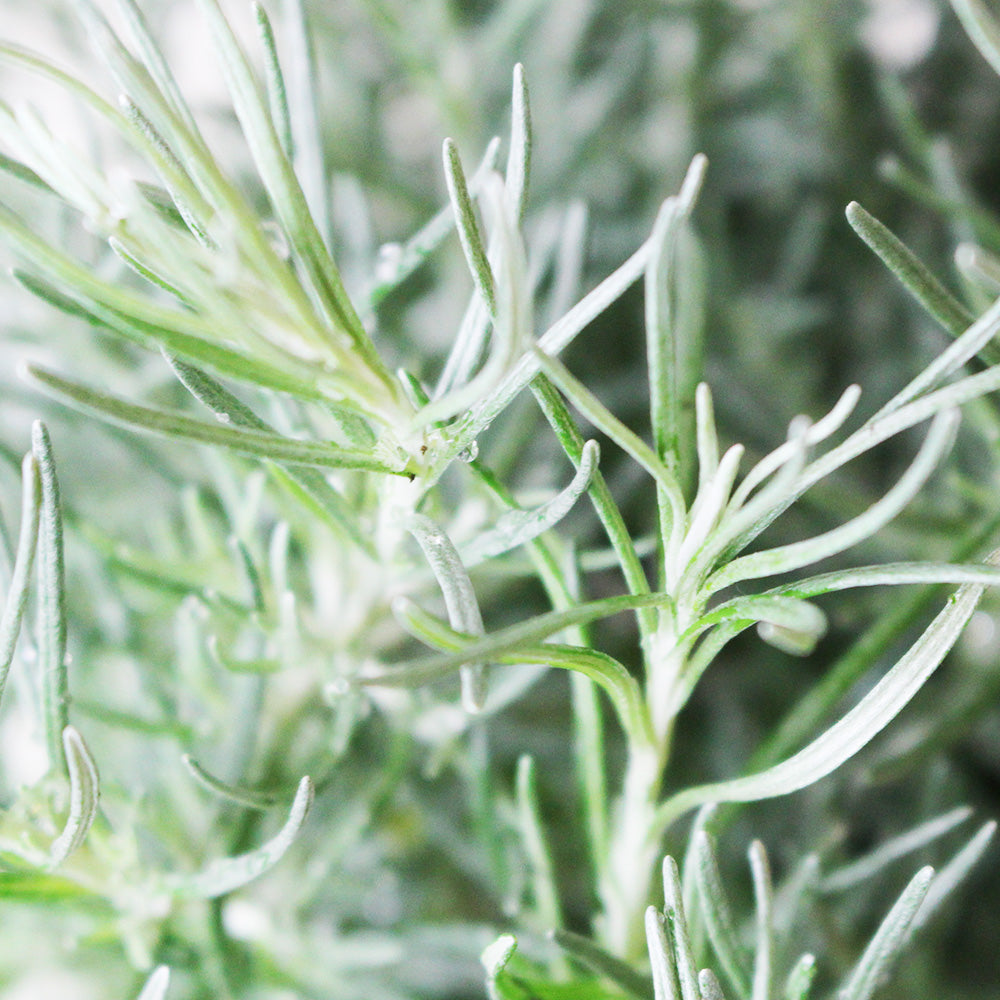 蠟菊 | 永久花 | 咖哩草 | 陽光植物