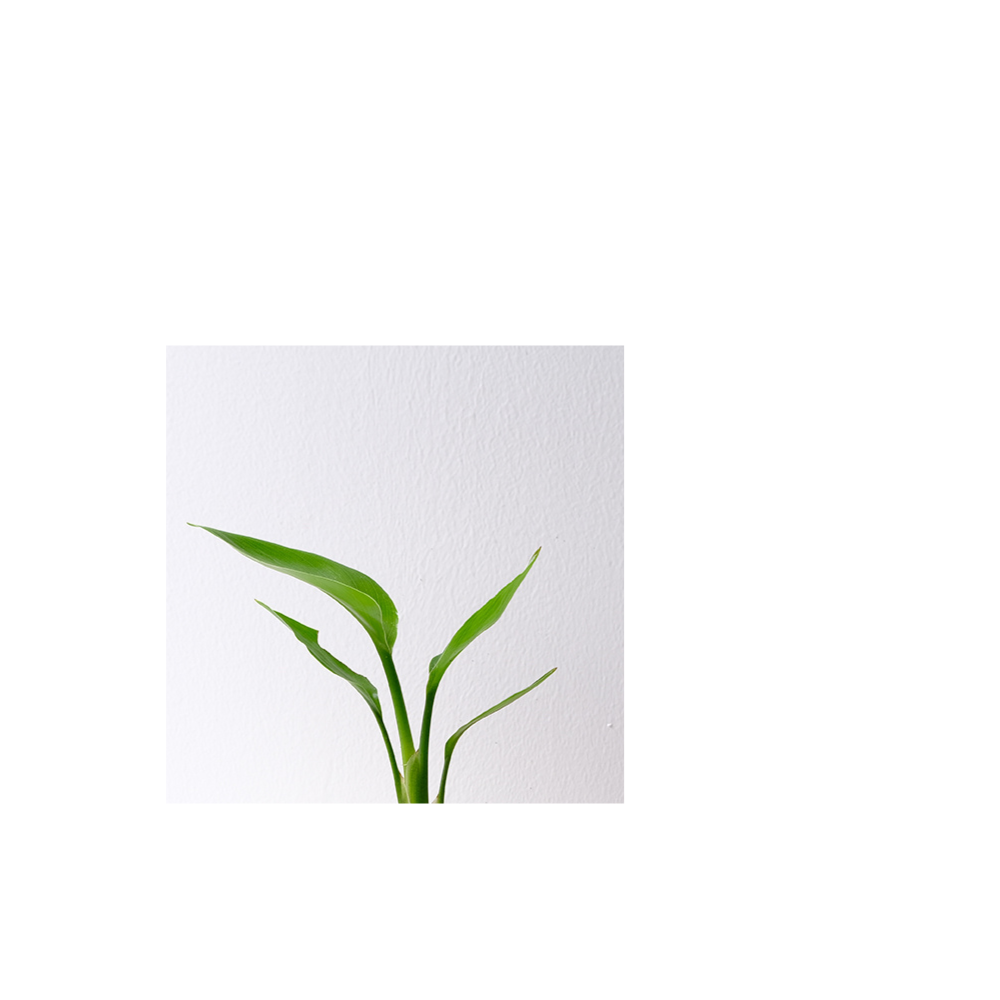 白花天堂鳥 | 步步高升、官運亨通 | 白鳥蕉 | 琉璃鳥蕉 | 室內外皆可