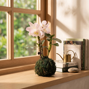 石斛蘭 | 春石斛蘭 | 秋石斛蘭 | 花色隨機出貨 | 室內植物