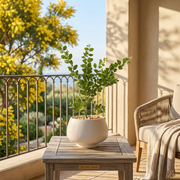 銀葉金合歡｜浪漫銀葉與黃金花海｜居家招財與森林系景觀首選 ｜陽光植物