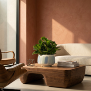 圓葉椒草 | 圓葉金錢樹 | 好照顧 | 兒童、 寵物安全 | 移除甲醛 | 室內植物