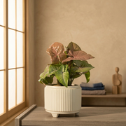 粉紅合果芋 | 溫柔的色彩 | 室內植物