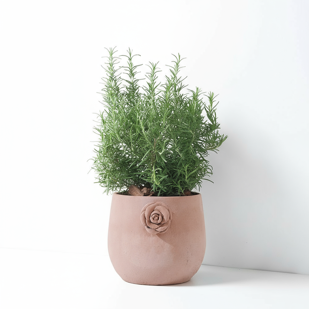 直立型迷迭香 | 最受歡迎的香料 | 牛排、馬鈴薯、烤雞 | 陽光植物