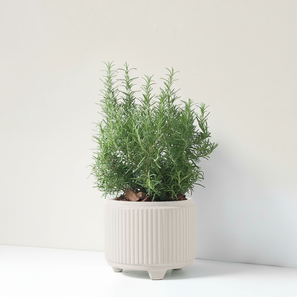 直立型迷迭香 | 最受歡迎的香料 | 牛排、馬鈴薯、烤雞 | 陽光植物