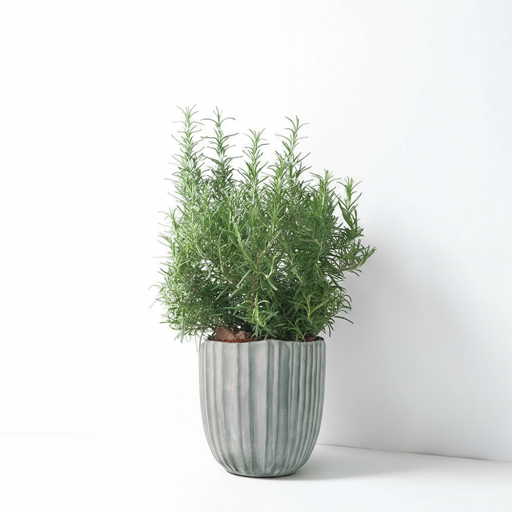 直立型迷迭香 | 最受歡迎的香料 | 牛排、馬鈴薯、烤雞 | 陽光植物