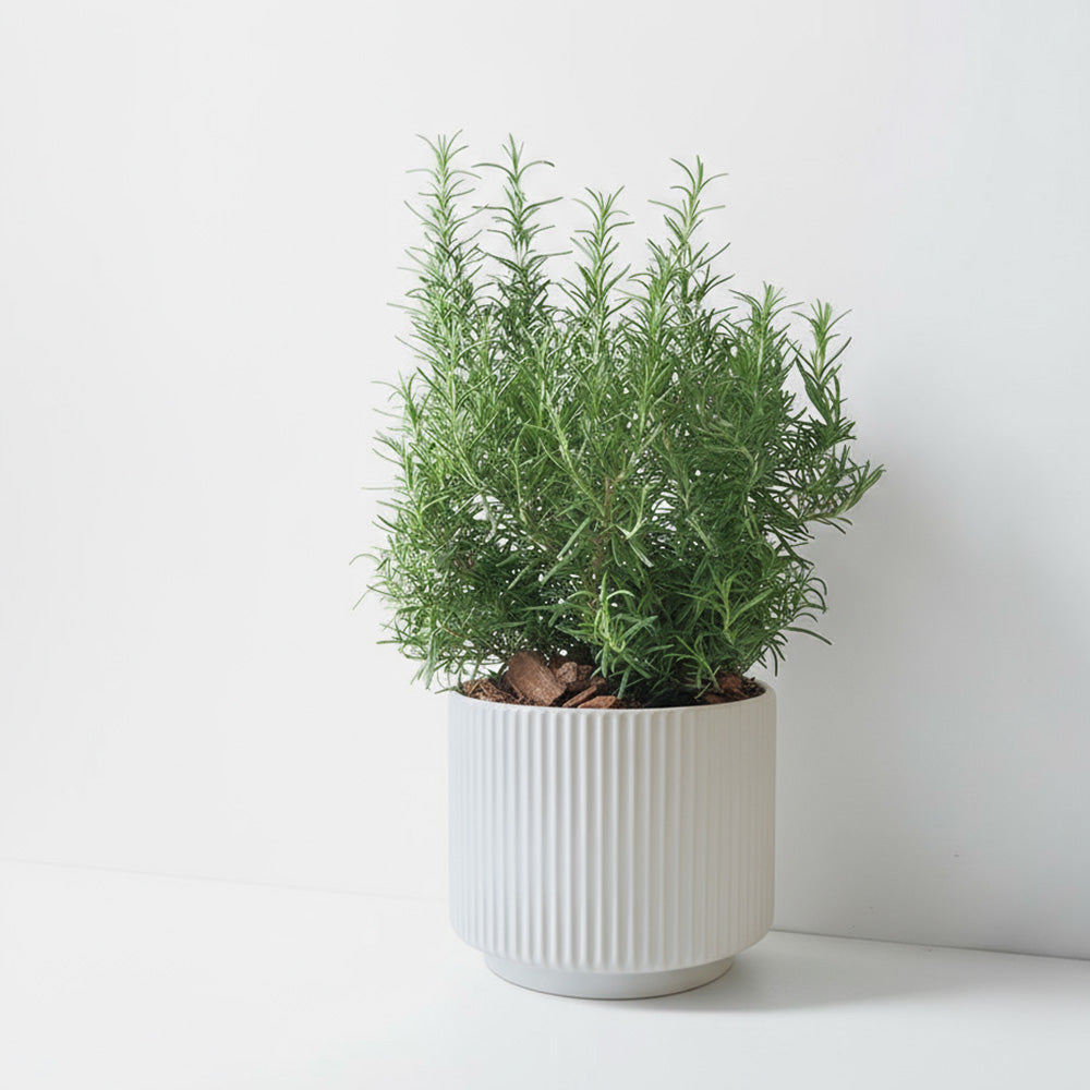 直立型迷迭香 | 最受歡迎的香料 | 牛排、馬鈴薯、烤雞 | 陽光植物