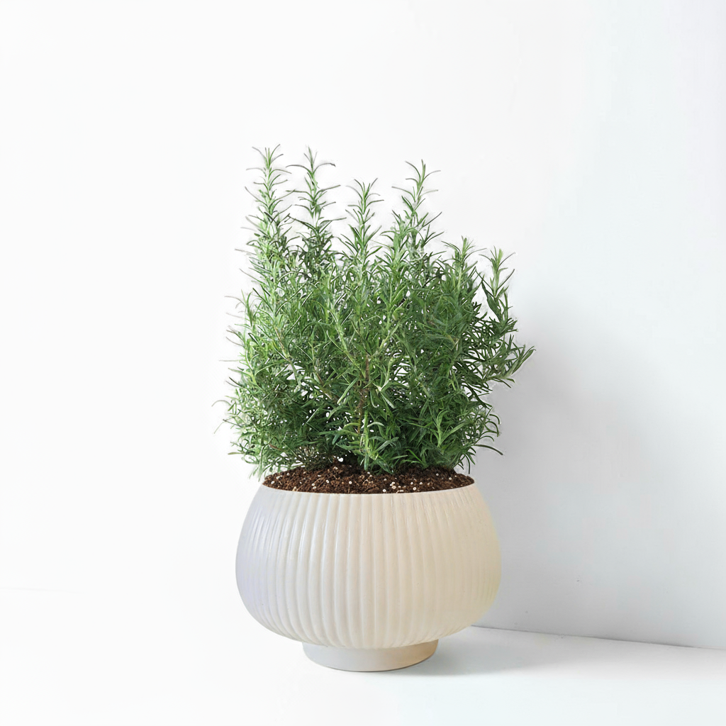 直立型迷迭香 | 最受歡迎的香料 | 牛排、馬鈴薯、烤雞 | 陽光植物