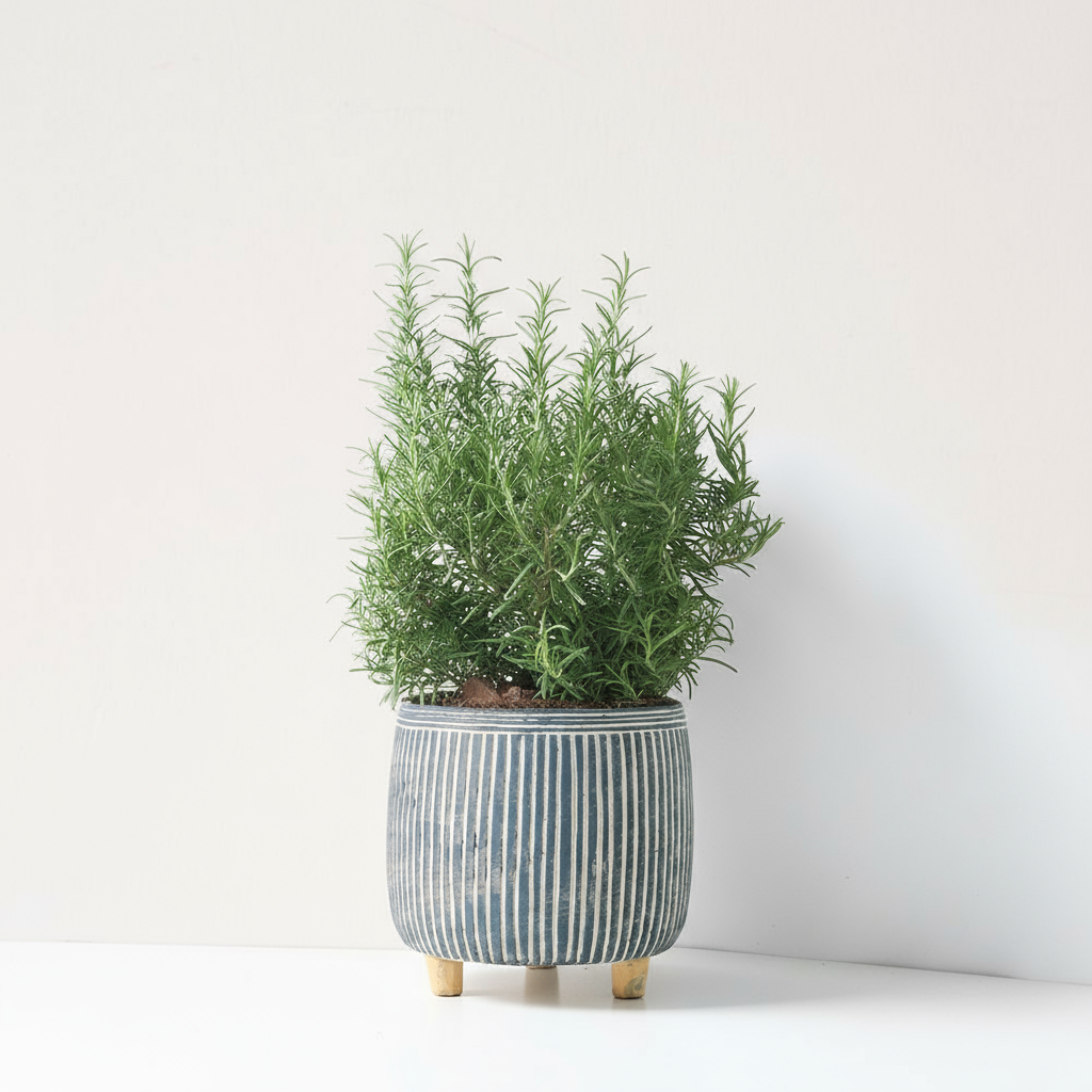 直立型迷迭香 | 最受歡迎的香料 | 牛排、馬鈴薯、烤雞 | 陽光植物