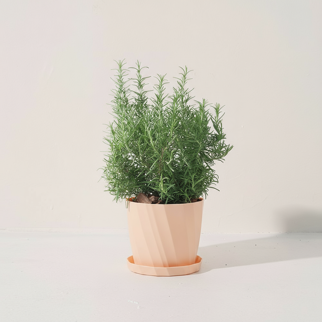 直立型迷迭香 | 最受歡迎的香料 | 牛排、馬鈴薯、烤雞 | 陽光植物
