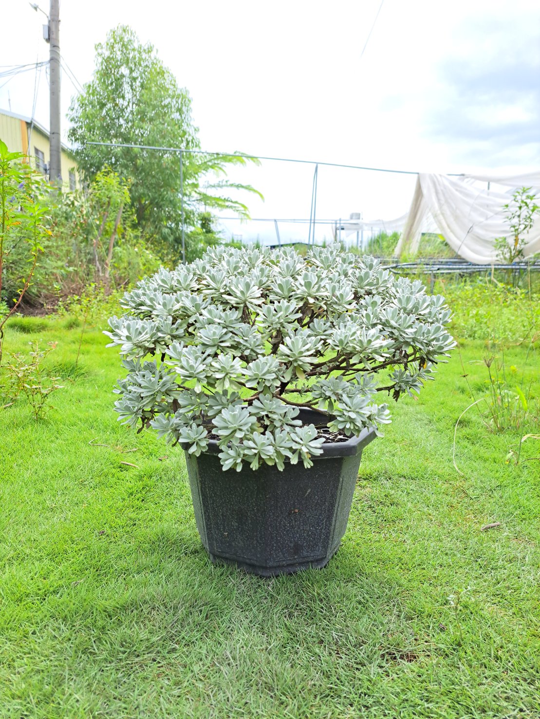 日本芙蓉盆栽 | 獨特造型與吉祥風水 | 化解路沖、壁刀 | 陽光植物