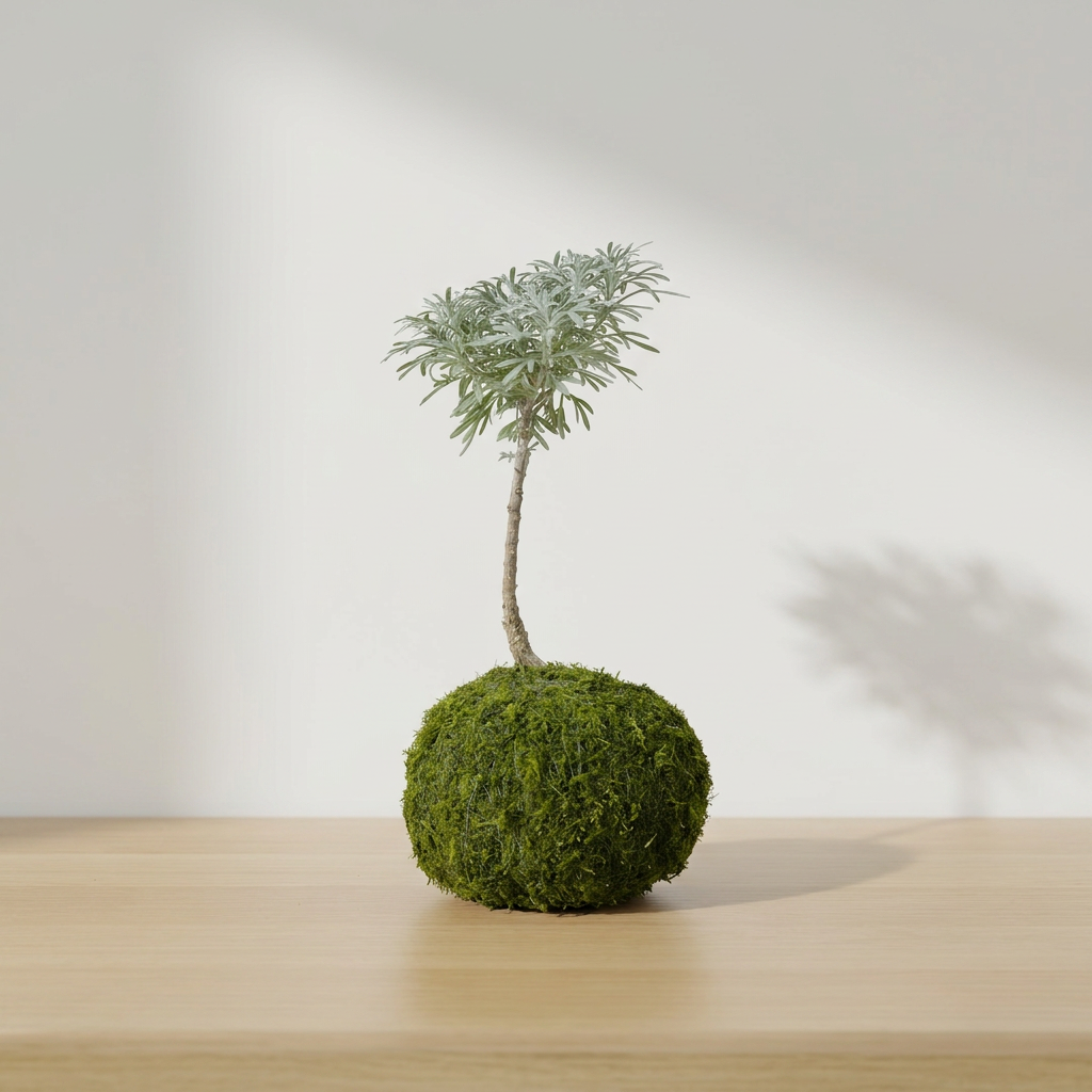 日本芙蓉苔球｜銀白絲絨質感日式盆栽｜居家招財擋煞風水植物｜淨化空氣吸附落塵｜陽光植物