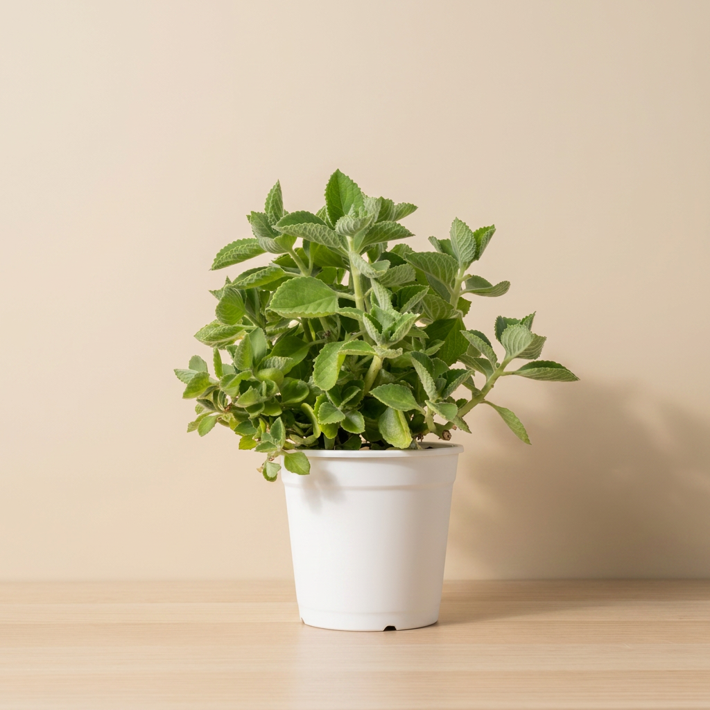 左手香｜招財避邪｜天然驅蟲｜到手香｜陽光植物