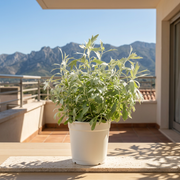 白鼠尾草｜銀艾｜加州植物｜淨化空氣避邪植栽｜陽光植物