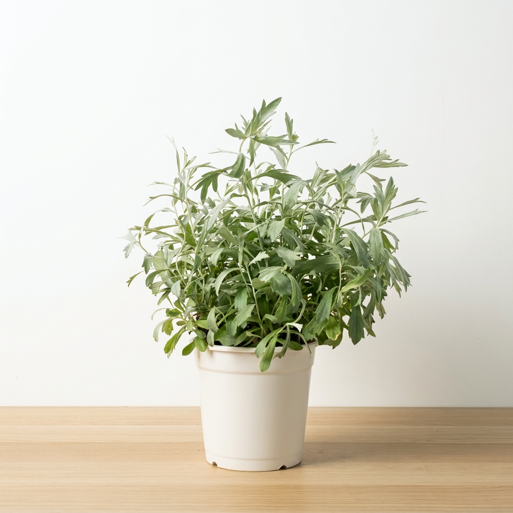 白鼠尾草｜銀艾｜加州植物｜淨化空氣避邪植栽｜陽光植物