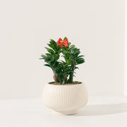 金錢樹 | 美鐵芋 | 金幣樹 | 金璽美鐵芋 | 天南星科 | 室內植物 | 招財進寶 | 榮華富貴