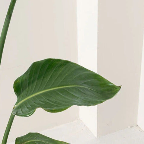 白花天堂鳥 | 步步高升、官運亨通 | 白鳥蕉 | 琉璃鳥蕉 | 室內外皆可