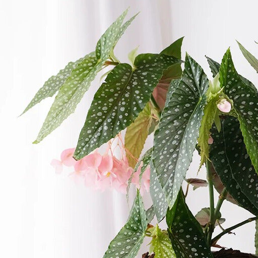 白冰秋海棠 | 天使翅膀 | 斑葉植物 | 室內植栽 | 風水招財 | 質感居家佈置