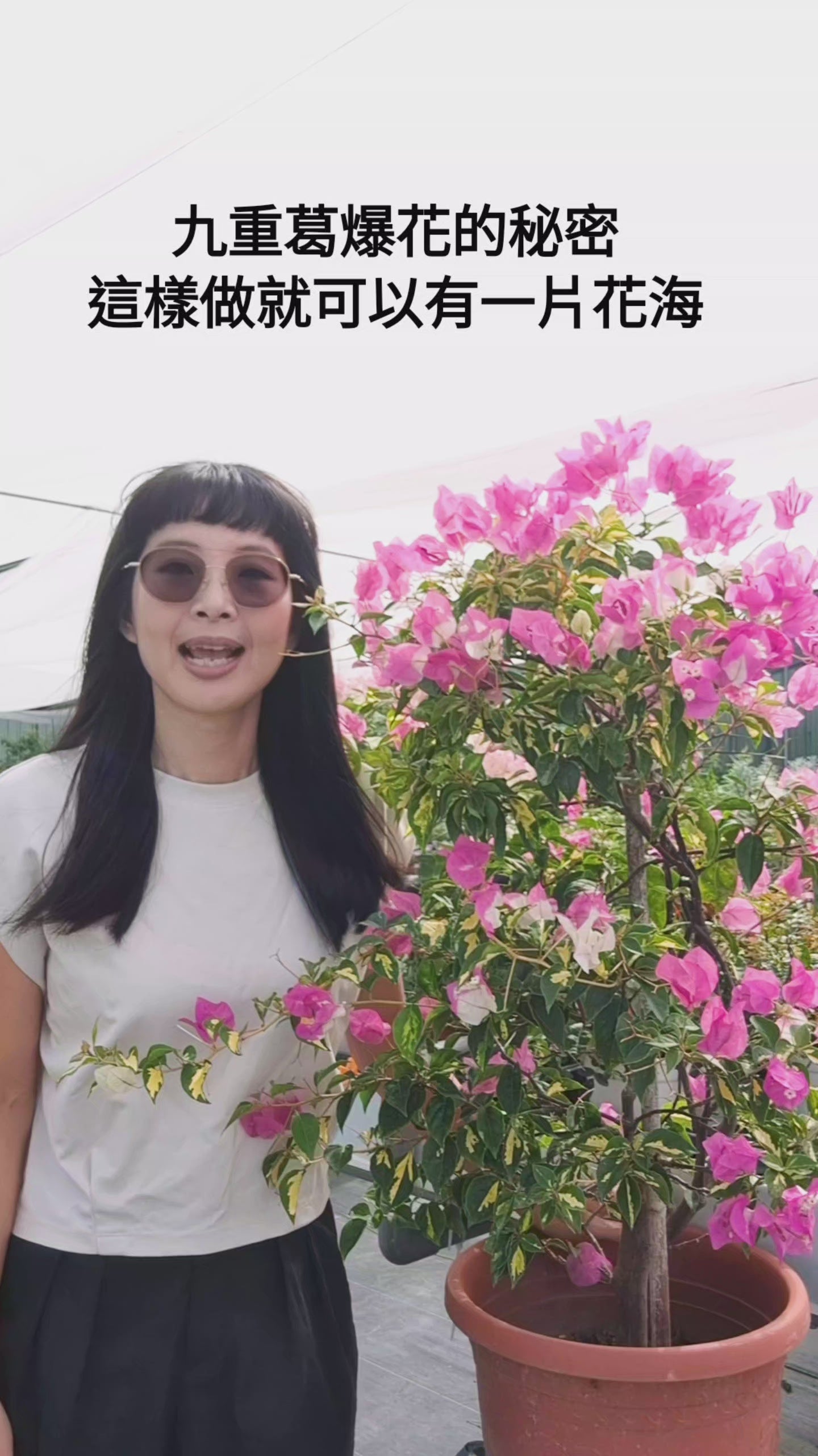 載入影片：九重葛 | 三角梅 | 堅毅不拔、財運長久 | 南美紫茉莉 | 陽光植物 | 花色隨機出貨