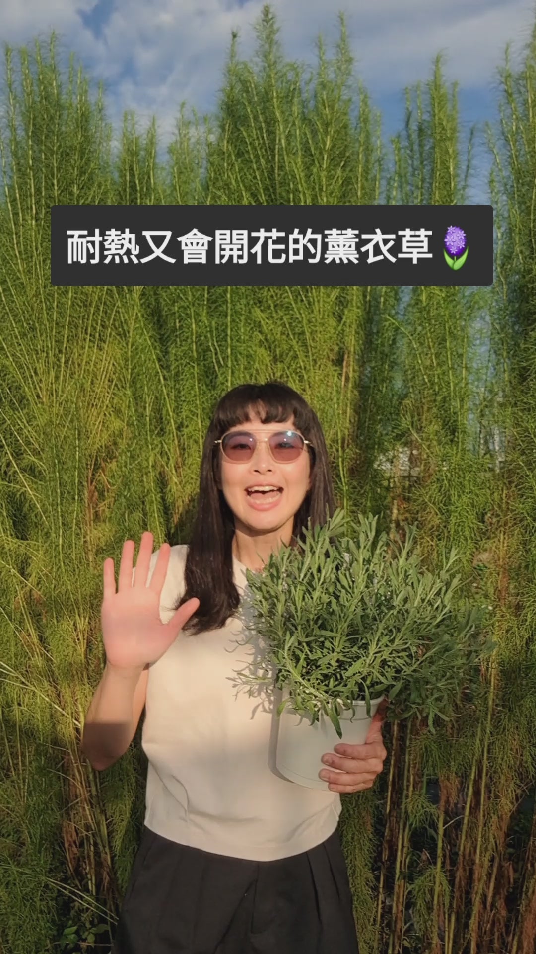 載入影片：甜蜜薰衣草 | 2月左右開花 | 混種薰衣草 | 強香 | 生長強健 | 甜薰衣草 | 陽光植物