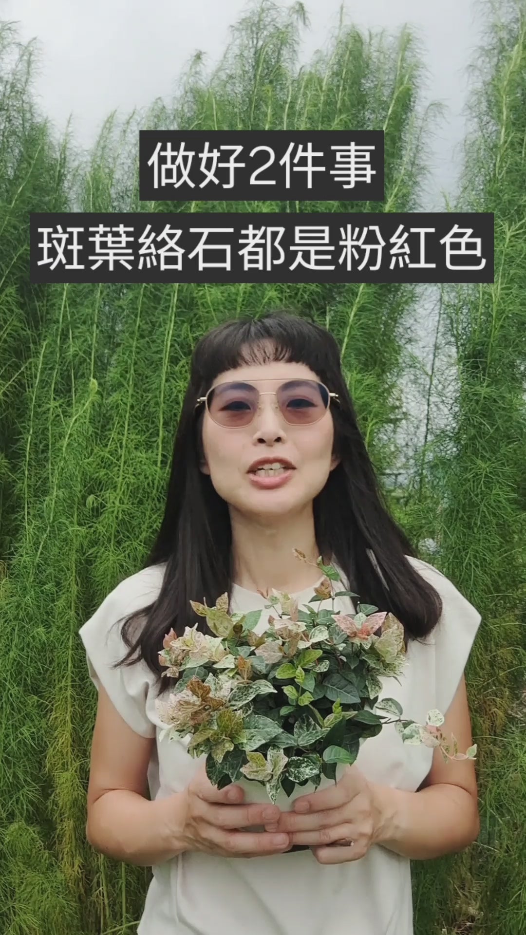 載入影片：斑葉絡石｜初雪葛 | 花葉洛石｜陽光植物