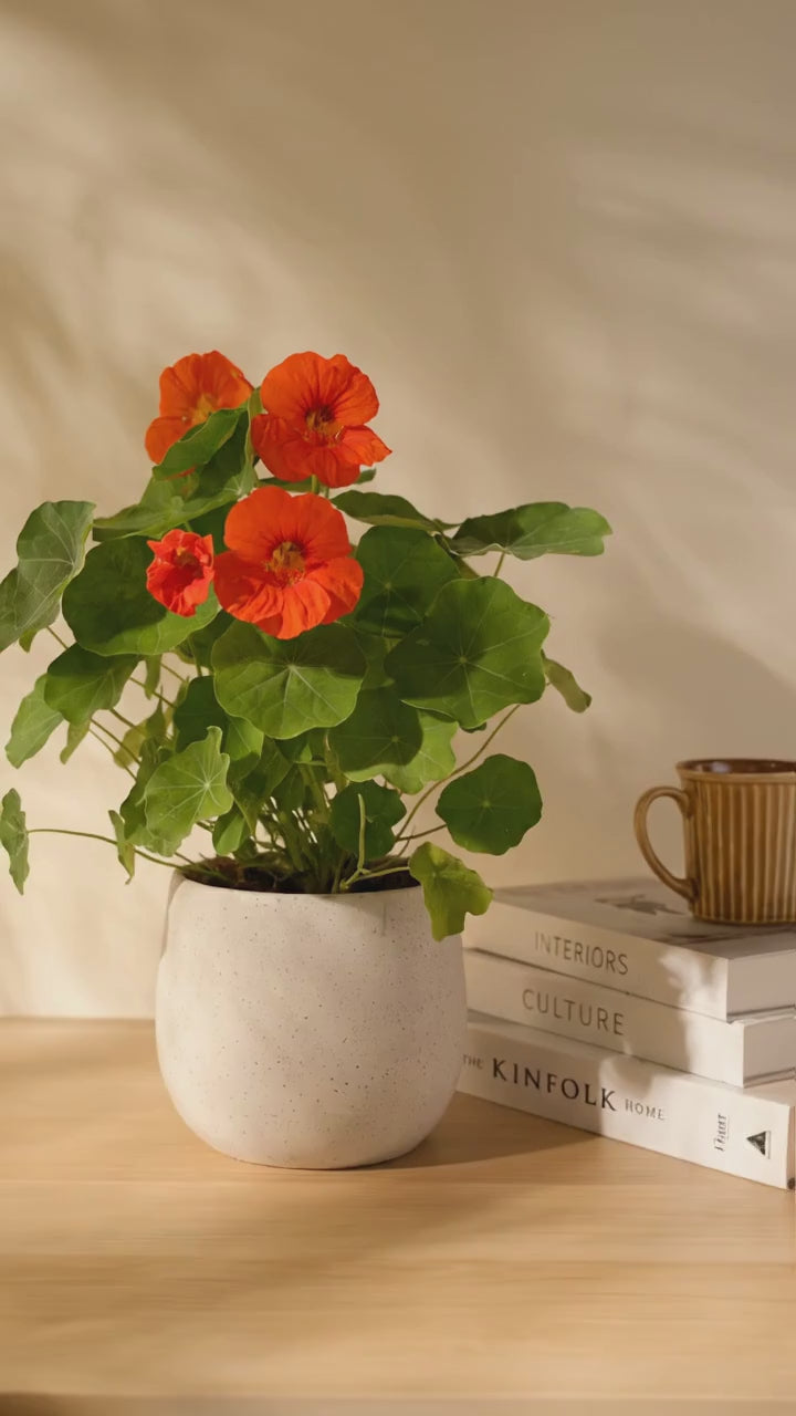 載入影片：金蓮花｜財源滾滾｜花朵.葉片.種子都可以食用｜寵物友善｜食用花｜陽光植物