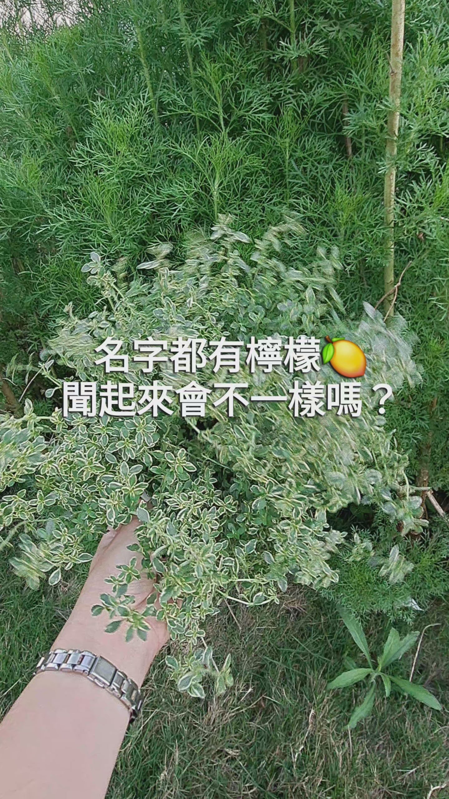 載入影片：檸檬香蜂草 | 新居落成的絕佳禮物 | 心靈舒緩 | 檸檬香脂 | 陽光植物