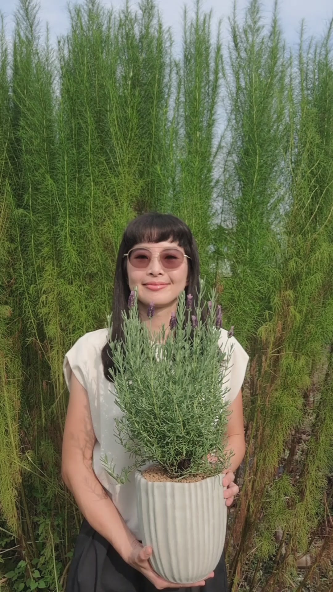 載入影片：西班牙薰衣草 | 兔子的小耳朵 | 濃烈的薰衣草香氣 | 陽光植物