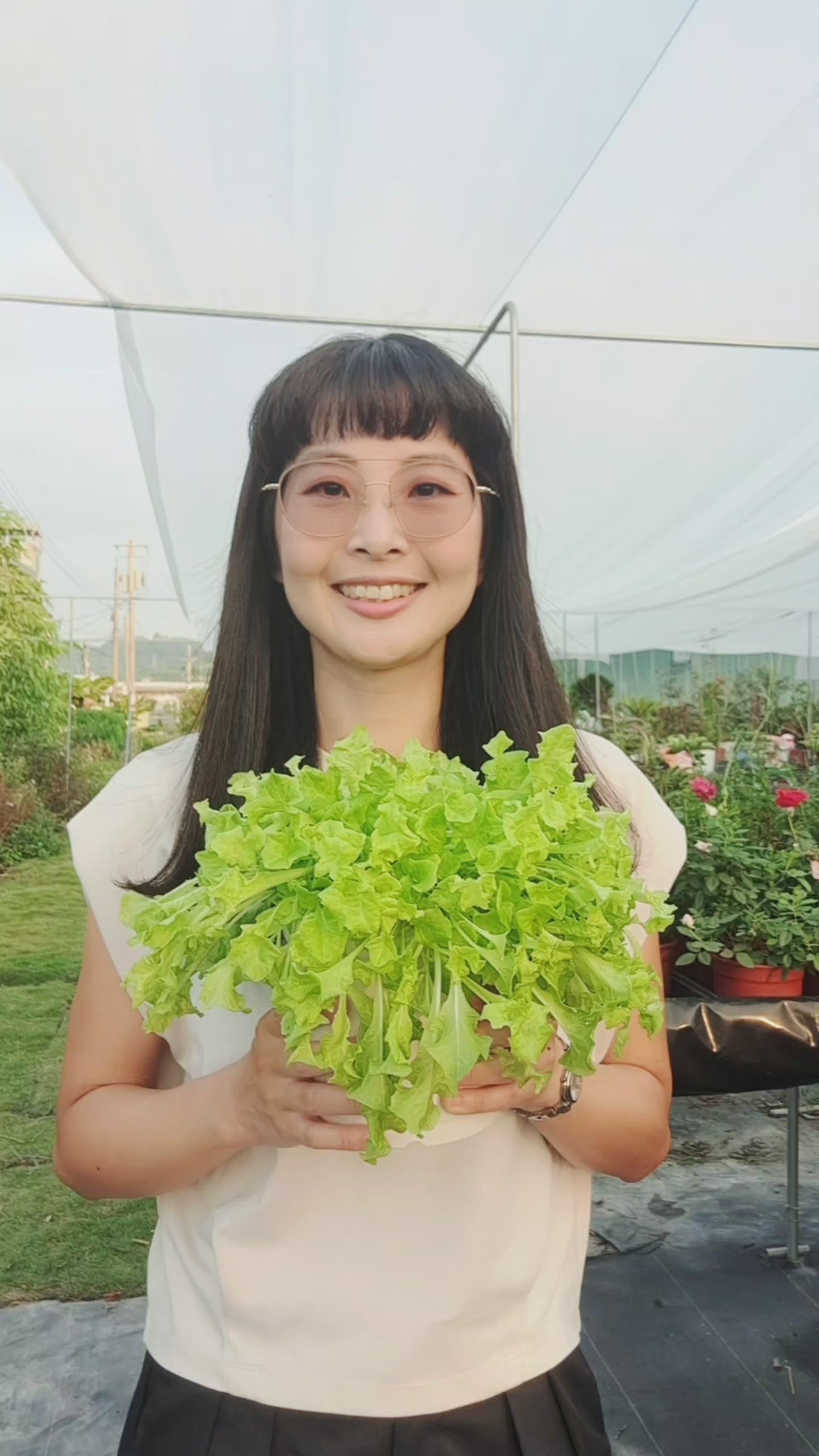 載入影片：萵苣｜生菜 | 食用蔬菜 | 漢堡、沙拉、牛排都可以搭配 | 陽光植物