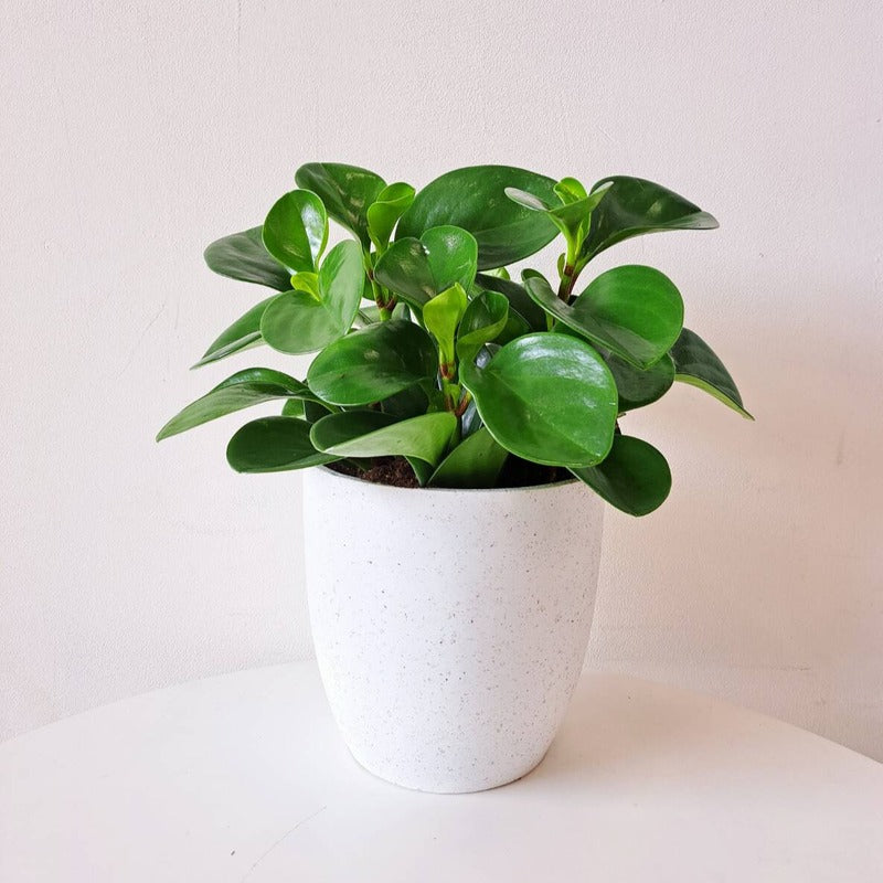 圓葉椒草 | 圓葉金錢樹 | 好照顧 | 兒童、 寵物安全 | 移除甲醛 | 室內植物